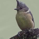 Grey-crested Tit / Lophophanes dichrous
