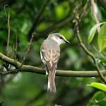 Swinhoe's Minivet / Pericrocotus cantonensis