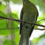 Grey-tailed Piha / Snowornis subalaris