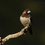 Black-throated Munia / Lonchura kelaarti