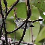 Alagoas Tyrannulet / Phylloscartes ceciliae