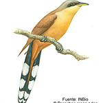 Cocos Cuckoo / Coccyzus ferrugineus