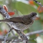 Пересмешниковые / Mimidae фото