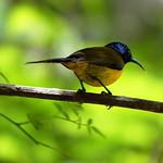 Зеленогорлая нектарница / Chalcomitra rubescens