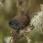 Сизый тапакуло / Scytalopus canus