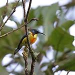 Lina's Sunbird / Aethopyga linaraborae