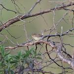 Fulvous-faced Scrub Tyrant / Euscarthmus fulviceps