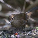 Dalat Bush Warbler / Locustella idonea