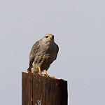 Полосатый канюк / Buteo nitidus