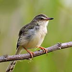 Rufescent Prinia / Prinia rufescens