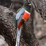 Медный трогон / Trogon elegans