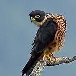 Oriental Hobby / Falco severus