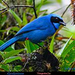 Turquoise Jay / Cyanolyca turcosa