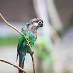 Pearly Parakeet / Pyrrhura lepida