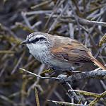 Necklaced Spinetail / Synallaxis stictothorax