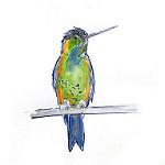 Turquoise-throated Puffleg / Eriocnemis godini