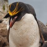 Златохохлый пингвин / Eudyptes chrysolophus