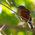 Dot-winged Antwren / Microrhopias quixensis
