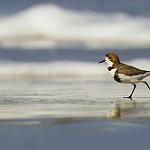 Two-banded Plover / Anarhynchus falklandicus