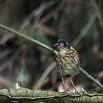 White-lored Antpitta / Myrmothera fulviventris