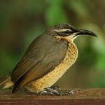 Victoria's Riflebird / Ptiloris victoriae