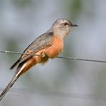 Plaintive Cuckoo / Cacomantis merulinus