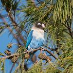 Попугаеобразные / Psittaciformes фото