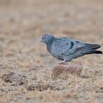 Бурый голубь / Columba eversmanni