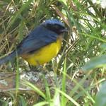 Carriker's Mountain Tanager / Dubusia carrikeri