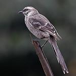 Длиннохвостый пересмешник / Mimus longicaudatus