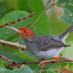 Ashy Tailorbird / Orthotomus ruficeps