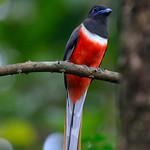 Malabar Trogon / Harpactes fasciatus
