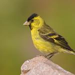 Black-chinned Siskin / Spinus barbatus