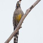 Yellow Wattlebird / Anthochaera paradoxa
