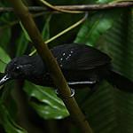 Stub-tailed Antbird / Sipia berlepschi