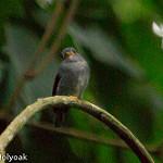 Желтоногая мухоловка / Muscicapa sethsmithi