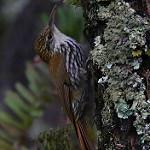 Малый древолаз / Xiphorhynchus fuscus