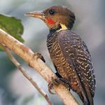 Buff-necked Woodpecker / Meiglyptes tukki