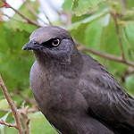 Ashy Starling / Lamprotornis unicolor