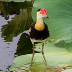 Шлемоносная якана / Irediparra gallinacea