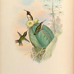 Beautiful Sheartail / Calothorax pulcher