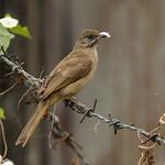 Ayeyarwady Bulbul / Pycnonotus blanfordi