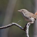 Chestnut-rumped Heathwren / Hylacola pyrrhopygia