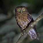 Филиппинская иглоногая сова / Ninox philippensis