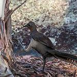 Superb Lyrebird / Menura novaehollandiae