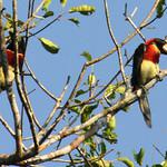Red-necked Aracari / Pteroglossus bitorquatus