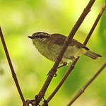 Сулавесская пеночка / Phylloscopus sarasinorum