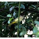 Тиморский свистун / Pachycephala orpheus