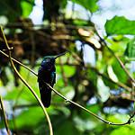 Long-tailed Woodnymph / Thalurania watertonii
