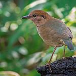 Rusty-naped Pitta / Hydrornis oatesi